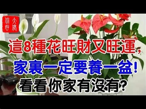 紅掌花風水|紅掌的風水寓意，家中生財又旺運